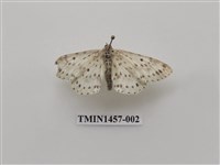 藏品(尺蠖蛾科)的圖片